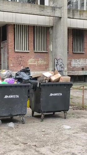 Cat found sitting in trash dumpster in Ruse