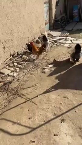The video shows a small outdoor area in bright sunlight, with a rough, light-brown wall on the left. Three chickens are present: a golden-brown rooster with a bright red comb, and two hens that are primarily white with black accents. The ground is a mix of dirt and concrete, scattered with small pieces of debris, twigs, and stones. In the background, there's a partially visible shed or building with a faded blue door and some miscellaneous items, including a bag labeled "ILKAN" and what appears to be a small metal cart or rack. The camera remains mostly static, offering a fixed view of the chickens and their surroundings.