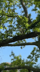 Hawk spotted perched in tree at Boston park