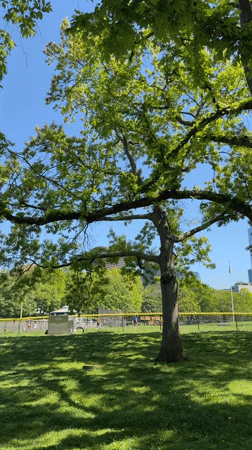Hawk spotted perched in tree at Boston park