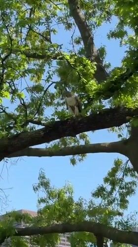 Hawk spotted perched in tree at Boston park