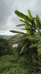 Tourist documents coffee culture and agriculture in Da Lat, Vietnam