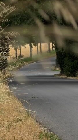 The video captures a slightly winding asphalt road bordered by dry, golden grass on the left and dense green foliage on the right. The road curves away from the viewer, leading towards a line of tall trees that form a canopy over the distant part of the road, creating a tunnel-like effect. Sunlight filters through the leaves, casting dappled shadows on the road surface. In the background, a field of yellow crops is visible. The foreground features tall, dry grass and a few green shoots, with the out-of-focus tips of grass stalks blurring the view on the left side of the frame. The scene appears to be a rural road, likely in a temperate climate during summer or early autumn, given the dry grass and the lush green of the trees. There are no people or vehicles visible in the video. The overall impression is one of a quiet, natural setting.