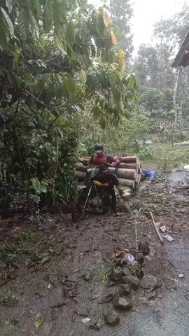 A man is sitting on a motorcycle, which is heavily laden with logs, on a muddy track. The man is wearing a hat, a long-sleeved red and black shirt, and blue pants. The logs are arranged lengthwise on the motorcycle, taking up most of the seat. The motorcycle is black and yellow. The track is very muddy, and there are scattered leaves and debris on the ground. Lush green vegetation surrounds the track, and a building can be seen in the background. The sky is overcast and it appears to be raining.