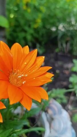 The video shows a close-up view of two bright orange Gazania flowers with water droplets on their petals. The flowers are in focus, and the background is a blurred mix of green foliage and dark soil. The lighting suggests it is daytime, possibly after a rain shower. The camera slowly pans slightly to the right, shifting the focus between the two flowers and their surroundings. No people or other animals are visible.