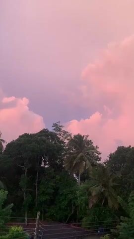 The video shows a tropical landscape with lush green trees and palm trees against a backdrop of a vibrant pink and purple sky filled with fluffy clouds. The camera is positioned looking upwards from a slightly elevated viewpoint, possibly a rooftop or balcony, as indicated by a dark, textured surface in the foreground with some wiring or fencing. The overall impression is one of a serene and colorful sunset or sunrise.