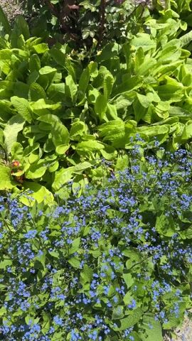 The video shows a garden bed in bright sunlight. The bed is filled with various plants including a large cluster of bright green leafy plants with textured leaves, a bush with dark reddish leaves, and a large patch of small blue flowers. The garden bed is bordered by a concrete path. The camera slowly zooms out, showing more of the variety of plants in the bed.