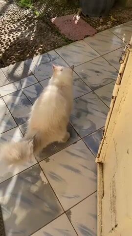 A fluffy white cat is on a tiled floor. Sunlight streams in from the upper right, casting shadows on the floor. The cat is initially facing away from the camera, then turns its head to look up and toward the camera. The cat then lowers its head and appears to groom itself, with a close-up of its ear and fur.