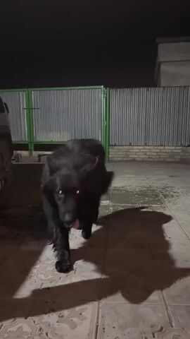 A black dog with glowing orange eyes walks towards the camera on a paved surface. The dog's tongue is visible. Behind the dog is a corrugated metal fence with a green gate. To the left, the corner of a vehicle is visible. The scene is dimly lit, suggesting it is nighttime.