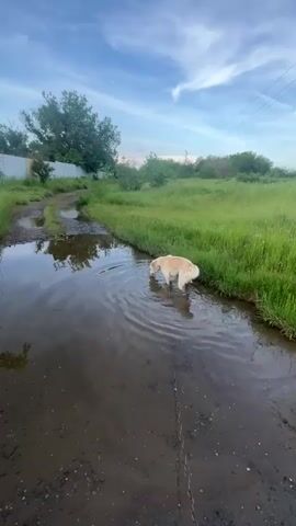 A dog is standing in a large puddle, drinking water. The dog is a light golden color and is wearing a collar. The puddle is surrounded by green grass, and there is a dirt path leading to the puddle. In the background, there is a wire fence, a tree, and a blue sky with white clouds. The camera is held at a low angle, and the scene is well lit.