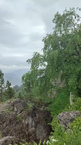 A 3 second vertical video, with no people or audio, shows a panoramic view of a misty mountain landscape. In the foreground, large grey rocks covered with moss and grass are visible. A few green trees and bushes are scattered around the rocks. In the background, misty mountains rise in layers, with a few evergreen trees in the mid-ground. The sky is overcast with grey clouds, suggesting a rainy or misty day. The overall impression is one of natural beauty and tranquility.