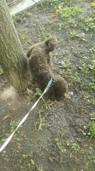 Brown poodle takes routine morning walk in Plovdiv park