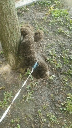 Brown poodle takes routine morning walk in Plovdiv park