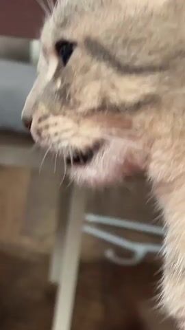 A medium shot captures a close-up of a cat's face in profile, looking upwards. The cat has grey tabby markings and yellow-green eyes. Its mouth is slightly open, revealing its teeth and tongue. In the background, a hand is holding a very small, wet kitten, also in profile, bringing it closer to the cat. The kitten is black and white with sparse fur and appears to be very young and possibly unwell. Both animals are on a white surface, possibly a table. The environment appears to be indoors with wooden flooring and furniture visible in the background. The overall impression is a potential introduction or inspection between an adult cat and a kitten.