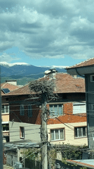 Stork nests on utility pole in Bulgarian town