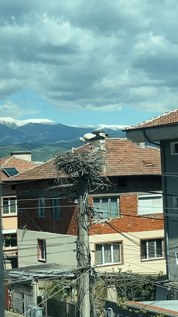 Stork nests on utility pole in Bulgarian town
