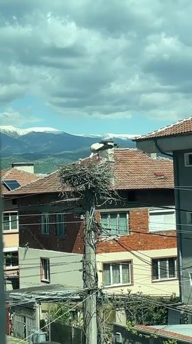 Stork nests on utility pole in Bulgarian town