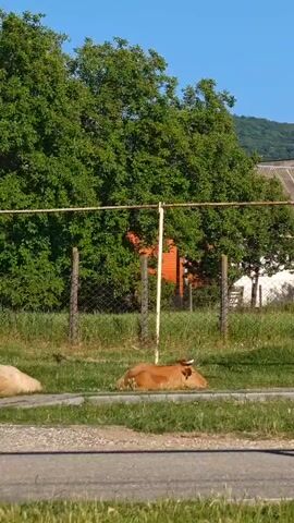 The video shows a brown cow lying on grass in front of a fence. Behind the fence is a red building with a gray roof. There are green trees and a blue sky in the background. The cow is facing to the left. The video is filmed from a slightly elevated position.