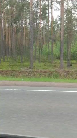 The video captures a side view of a forest from a moving vehicle. Tall pine trees with sparse green foliage dominate the landscape, interspersed with smaller trees and undergrowth. A dirt and debris-covered embankment separates the forest from a paved road with a white line marking the lane. The road surface appears gray and textured. The lighting suggests an overcast day, casting a diffused, soft light on the scene. No people or animals are visible. The motion blur indicates the perspective is from a vehicle traveling at a moderate speed.