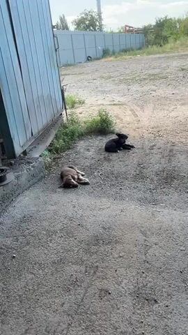 TWO PUPPIES ARE LYING ON A GRAVEL-COVERED AREA. ONE PUPPY IS BROWN AND LYING ON ITS SIDE WITH ITS HEAD DOWN. THE OTHER PUPPY IS BLACK AND LYING DOWN WITH ITS HEAD UP, LOOKING TOWARDS THE CAMERA. A TALL, GREY METAL BUILDING IS TO THE LEFT OF THE FRAME. THERE IS GREEN VEGETATION BEHIND THE PUPPIES. THE GROUND IS MADE UP OF GRAVEL AND DIRT. THE SKY IS VISIBLE IN THE BACKGROUND.