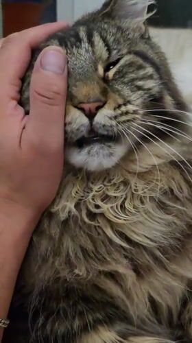 Krasnoyarsk Maine Coon going about a relaxed afternoon at home