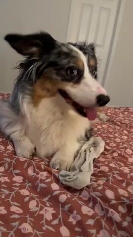 A dog is lying on a bed covered with a floral patterned comforter. The dog has multicolored fur with patches of white, black, and brown. A person's hand is visible in the lower right corner of the frame, holding a light-colored sock. The dog is biting the sock and appears to be playing tug-of-war with the person. The dog's tongue is sticking out, and its tail is wagging. The background shows a wall and a closed door. The scene is well-lit.