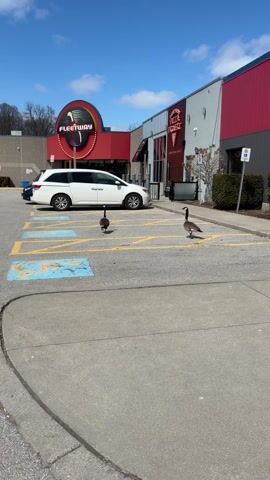 The video shows two Canada geese walking across a parking lot.  They are walking from left to right, toward the edge of the parking lot. In the background is a building with a red facade and the signs for Fleetway and Pizza Project visible. A white minivan is parked in the handicap parking spot. The sky is blue and it appears to be a bright sunny day.