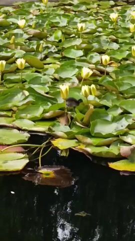 A pond is covered with lily pads and some yellow water lilies. A dark-colored bird walks across the lily pads.