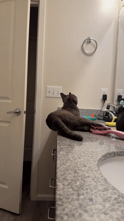Grey cat plays with a hair tie in a bathroom sink