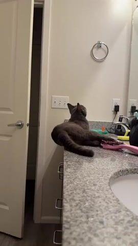 A grey cat is perched on the edge of a granite countertop in a bathroom. The cat is facing away from the camera, looking upwards towards the wall. Its tail is extended and blurred due to movement. Two hairbrushes, one pink and one teal, are lying on the countertop to the right of the cat. Other bathroom items, including a black bag and a white charger, are visible on the countertop behind the cat. The wall behind the cat has a towel ring and a light switch. A doorway is visible to the left of the frame.