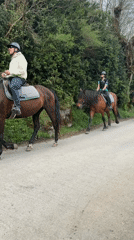 Three helmeted riders walk horses down forest road in Spain