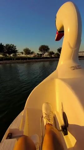 This is a first-person perspective video of someone riding in a white swan-shaped pedal boat on a calm body of water. The rider's legs, clad in white sneakers and shorts, are visible in the foreground, with their feet on the pedals. The swan boat's head and neck are prominent in the upper right of the frame. The water is dark green and reflects the clear, pale blue sky. In the background, a tree-lined shore is visible, with a few trees and a distant structure. The lighting suggests it is late afternoon or early evening, with warm sunlight illuminating the boat and casting long shadows. The overall scene is peaceful and serene, capturing a leisurely activity on the water.