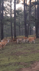 Cattle herd moves through misty pine forests in Vietnam highlands