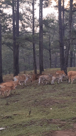 Cattle herd moves through misty pine forests in Vietnam highlands