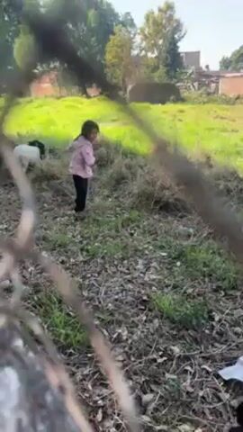 A young girl in a pink jacket and dark pants stands in a grassy field with several sheep, including one that is primarily black. The girl is gesturing and moving around, seemingly interacting with the sheep. The sheep are grazing and moving around the field as well. The scene is viewed through a chain-link fence. The background consists of green grass, trees, and a couple of buildings in the distance. The lighting is bright, suggesting it is daytime.