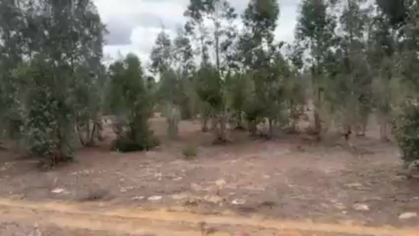 The video shows a view from a moving vehicle, likely a car, driving past a sparse forest or wooded area. The ground is dry, brown, and covered with dirt and sparse vegetation.  The trees are thin and have green foliage. The sky is overcast and gray. The camera is moving quickly, causing motion blur in the trees.