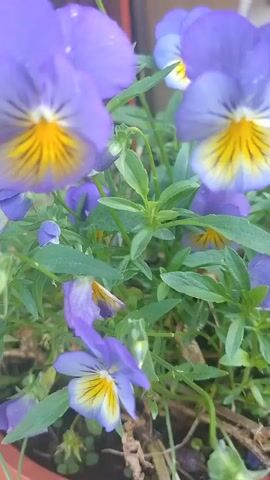 The video shows a close-up, shallow depth of field view of purple and yellow pansies. The flowers are in focus in the foreground and middle ground, with some out of focus in the background. The pansies have broad petals with a yellow center marked with dark veins. The leaves of the pansy plants are green and slightly blurry. The lighting appears to be natural, and the overall impression is one of a sunny day. The camera is positioned low, looking up at the flowers.