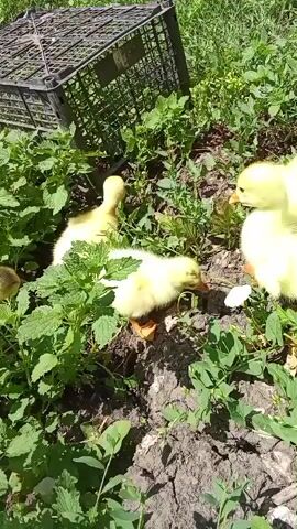 A group of five young geese are foraging in a patch of green foliage. One goose is in the foreground with its head down, pecking at the ground. Another goose stands to its right, also with its head down. Behind them, two more geese are visible, one pecking at the ground and the other standing. A fifth goose is partially visible in the upper right of the frame. In the background, a black plastic crate is visible amongst the greenery. The ground is a mixture of dirt and soil. The lighting suggests it is daytime, with sunlight filtering through the leaves.
