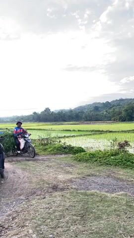 A person rides a motorcycle loaded with a large pile of green vegetation. The motorcycle is on a dirt path. In the background is a green rice paddy with water. Trees and hills form the horizon. The sky is overcast. Another motorcycle is parked on the left side of the frame.