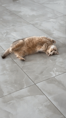 Morning domestic scenes: cats, clouds, and home interiors documented