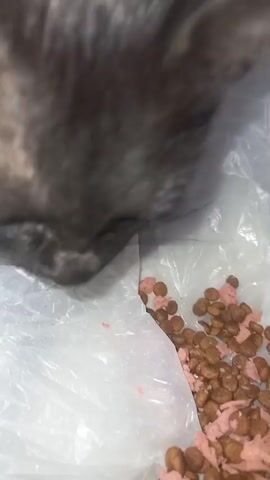 A close-up shot shows a cat eating kibble from a plastic bag. The cat's face is blurry, but its whiskers and a portion of its head are visible. The kibble is a mixture of brown and pink pieces. The bag is white and appears to be a resealable type. The background is out of focus and dark.