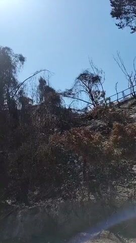 The video shows a landscape devastated by fire. The camera moves, capturing charred trees and scorched ground along a hillside. A guardrail is visible in the foreground, suggesting the view is from a road. There are also remnants of structures atop the hill, seemingly damaged or destroyed by the fire. The sky is clear and blue, contrasting starkly with the blackened scenery.