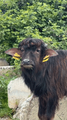 Tagged Young Buffalo Observed in Rural Georgia