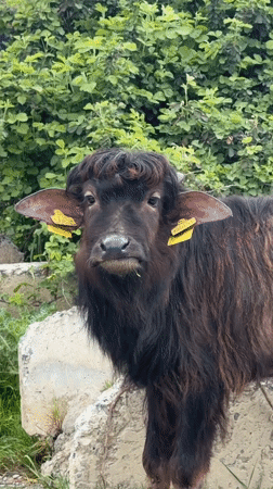 Tagged Young Buffalo Observed in Rural Georgia