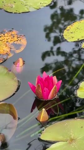 A vertical shot of a pond filled with lily pads and pink water lilies. Some lily pads are a vibrant green, while others have yellow and brown patches. Several water lilies are in bloom, their petals a bright pink. Other water lilies are still buds, their tips a warm orange. The dark water reflects the sky and trees, creating a dappled effect. The shot slowly zooms out to reveal more of the pond, with a stone border visible in the distance.