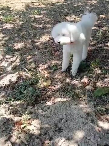 A white dog with a red collar is in a yard. The dog is sniffing the ground and then runs off-screen. The yard is covered in dry leaves and grass. There is a pile of brush in the background.