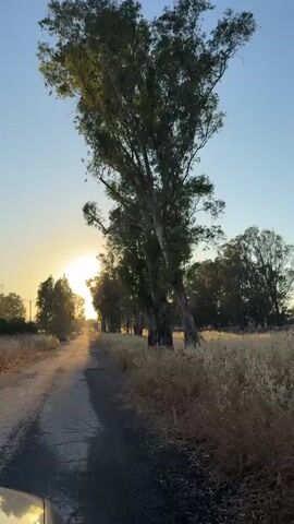 The media file captures a serene rural scene bathed in the warm glow of a setting sun. A dirt road, with a thin strip of asphalt visible on the left side, meanders through a landscape dotted with tall trees, primarily eucalyptus, their slender trunks and leafy canopies reaching towards the clear, pale blue sky. The sun, a bright orb of golden light, is low on the horizon, casting long shadows and illuminating the dry, golden grass that flanks the road. A light breeze appears to be rustling the leaves, adding a gentle movement to the otherwise still scene.

The overall mood is peaceful and tranquil, evoking a sense of calm and natural beauty. The time of day is clearly late afternoon or early evening, indicated by the low angle of the sun and the warm, diffused light. The setting appears to be an open countryside, possibly a rural road or an agricultural area, given the presence of fields and trees. The camera seems to be positioned from within a vehicle, as suggested by the glimpse of a vehicle's hood in the bottom left corner of the frame.

No people are directly visible in the video, but the presence of a road implies human activity or at least a path regularly used. The dry, golden vegetation might suggest a dry season or arid climate. While the specific location is not explicitly shown in the imagery, the prompt mentions Katzrin, Israel, which aligns with the visual cues of a sunny, possibly dry climate with natural vegetation. There is no visible text within the media file itself.