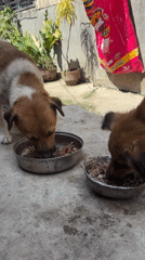 Morning pet feeding routine observed in Malalag, Philippines