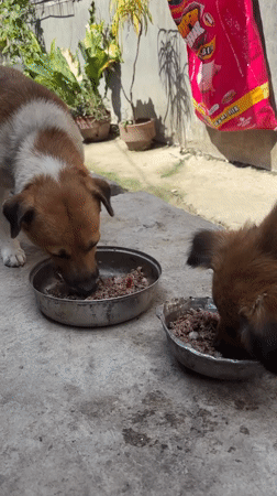 Morning pet feeding routine observed in Malalag, Philippines