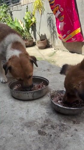Morning pet feeding routine observed in Malalag, Philippines